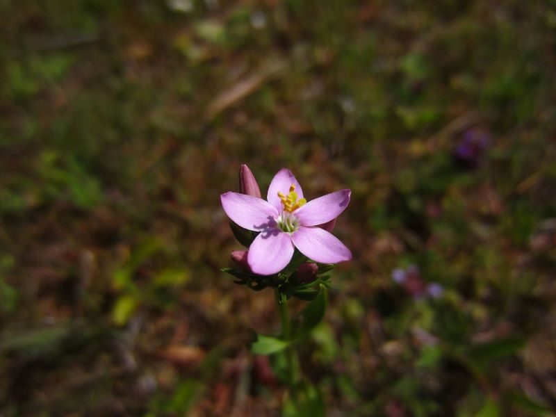 Common Centaury Centaurium erythraea Keim-Chreest