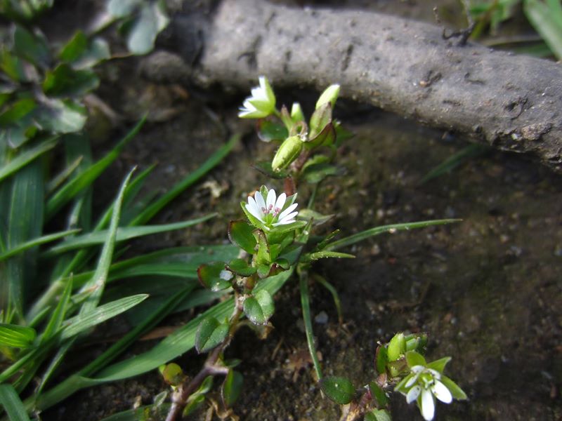 Common Chickweed Stellaria media flee