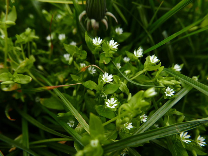 Common Chickweed Stellaria media flee