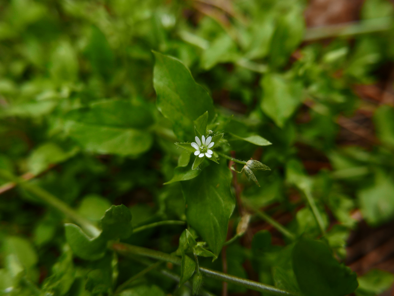 Common Chickweed Stellaria media flee