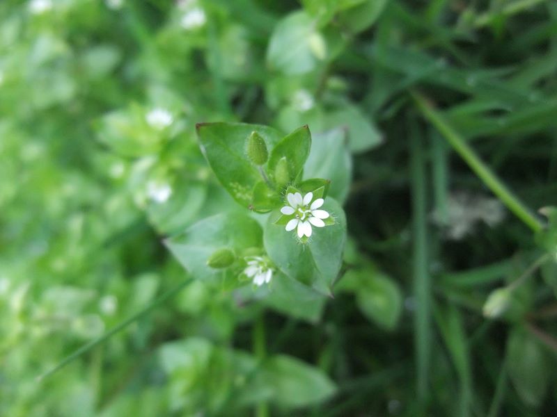 Common Chickweed Stellaria media flee