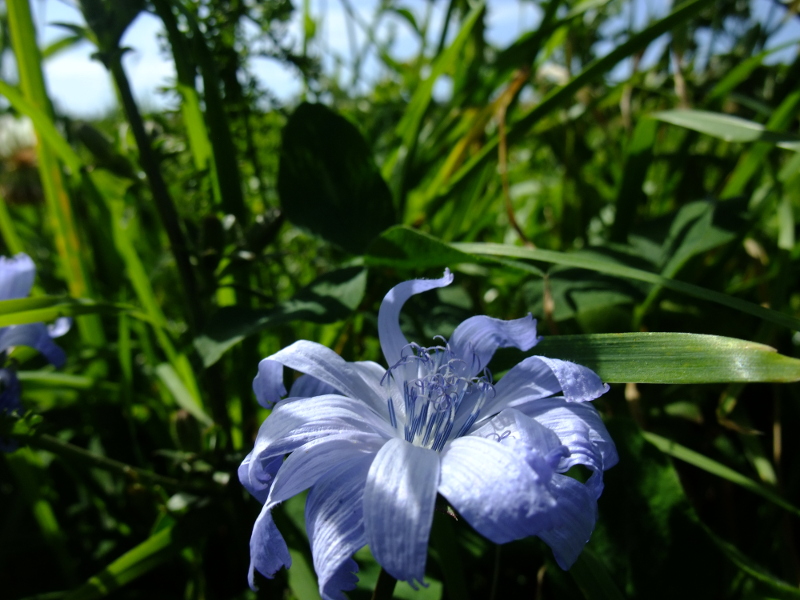 Common Chicory Cichorium intybus Lus y chugyr