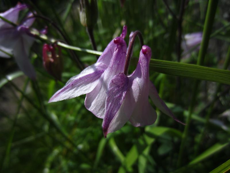 Common Columbine Aquilegia vulgaris Lus y chalmane