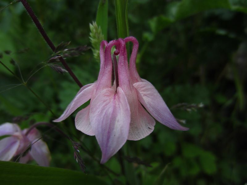 Common Columbine Aquilegia vulgaris Lus y chalmane