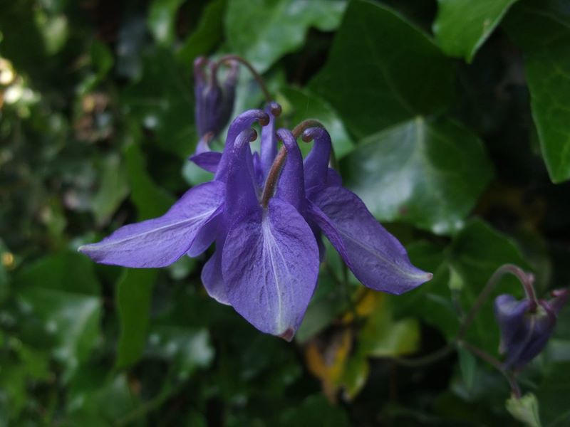 Common Columbine Aquilegia vulgaris Lus y chalmane