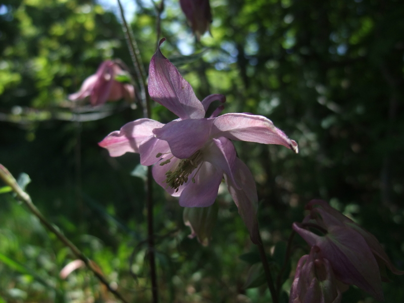 Common Columbine Aquilegia vulgaris Lus y chalmane