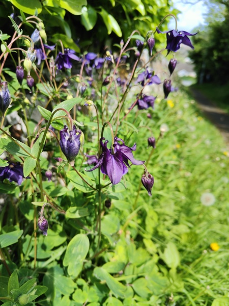 Common Columbine Aquilegia vulgaris Lus y chalmane