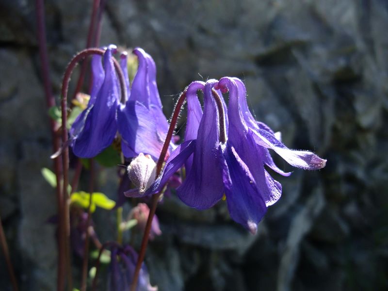 Common Columbine Aquilegia vulgaris Lus y chalmane