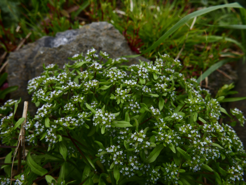 Common Cornsalad Valerianella locusta Glassan yn eayn