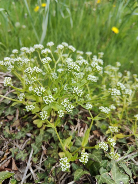 Common Cornsalad Valerianella locusta Glassan yn eayn