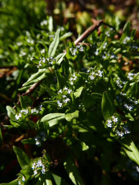 Common Cornsalad Valerianella locusta Glassan yn eayn