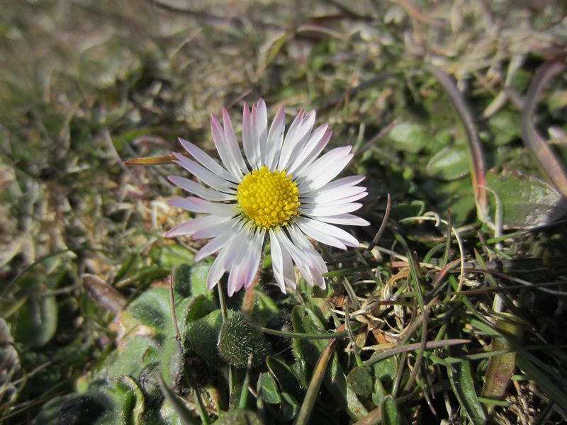 Common Daisy Bellis perennis Neaynin bane