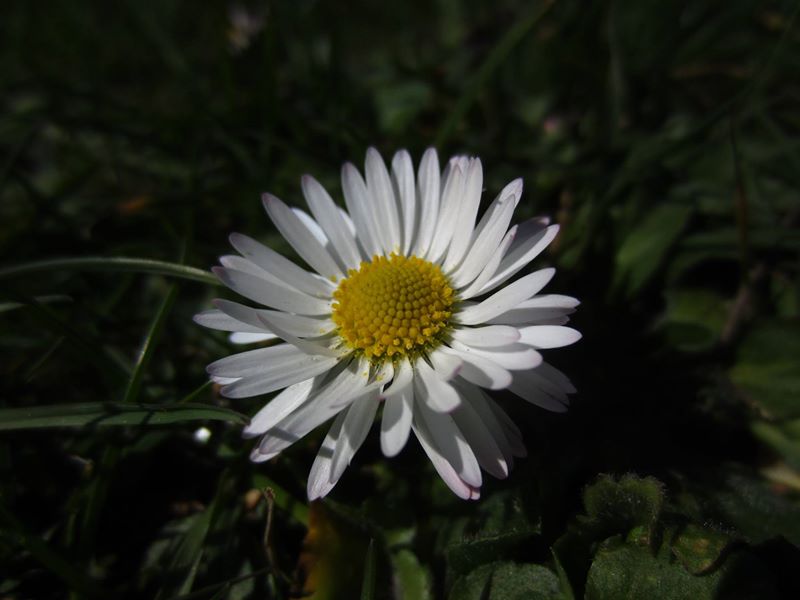 Common Daisy Bellis perennis Neaynin bane