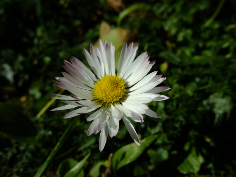 Common Daisy Bellis perennis Neaynin bane