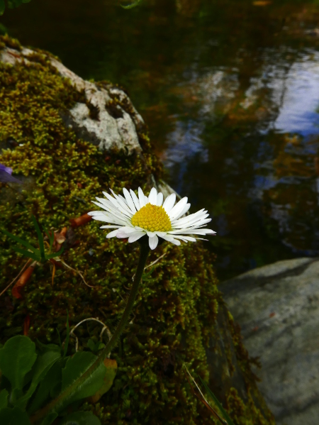 Common Daisy Bellis perennis Neaynin bane