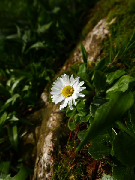 Common Daisy Bellis perennis Neaynin bane