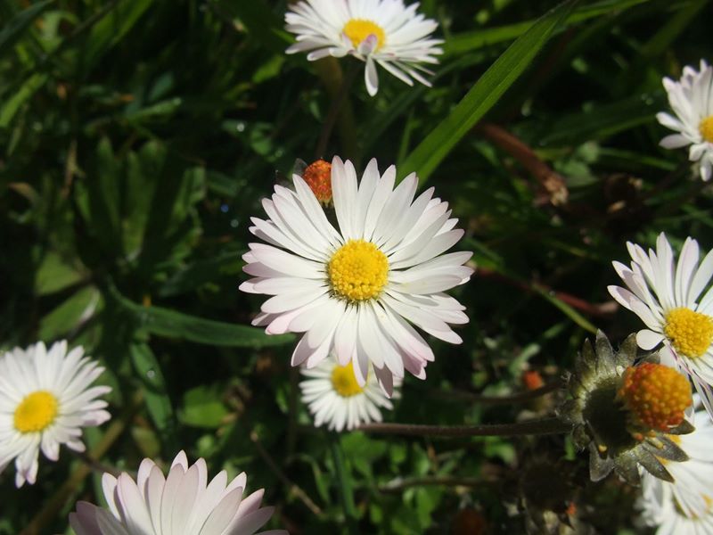 Common Daisy Bellis perennis Neaynin bane