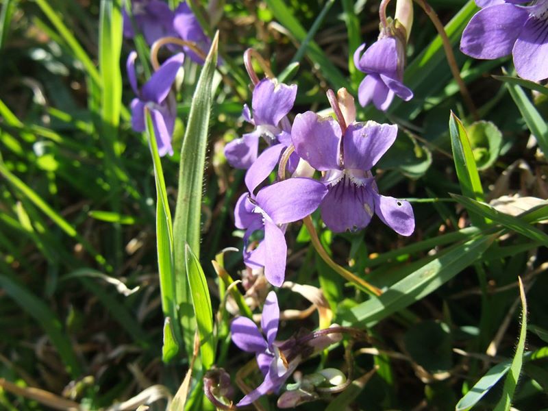 Common Dog-violet Viola riviniana bossan feeackle