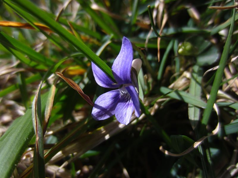 Common Dog-violet Viola riviniana bossan feeackle