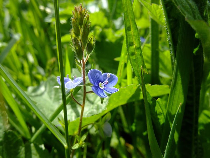 Common Field Speedwell Veronica persica çhengey vaa