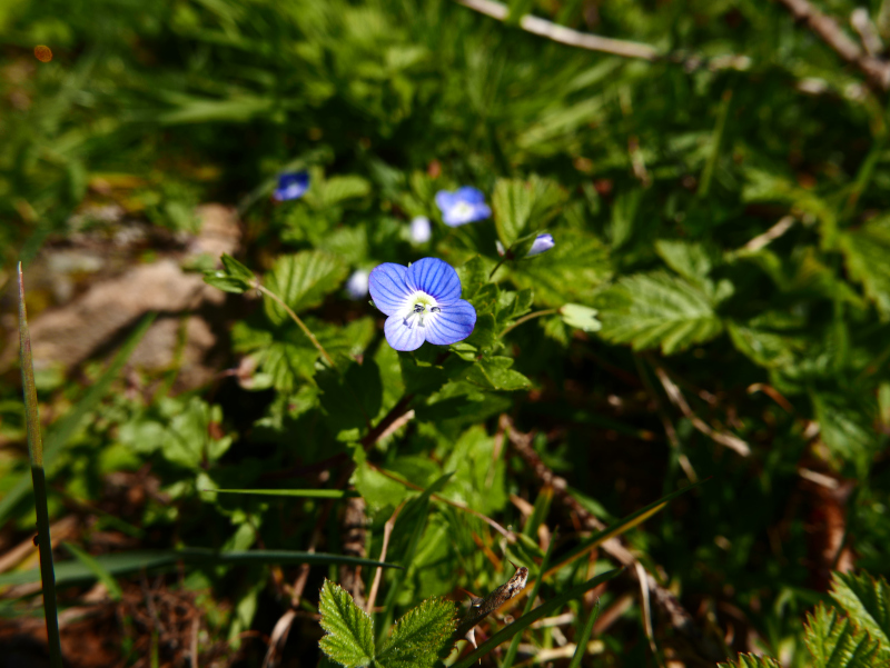 Common Field Speedwell Veronica persica çhengey vaa