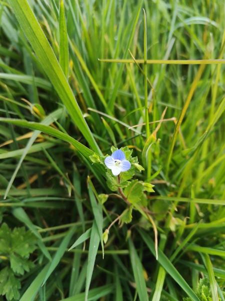 Common Field Speedwell Veronica persica çhengey vaa