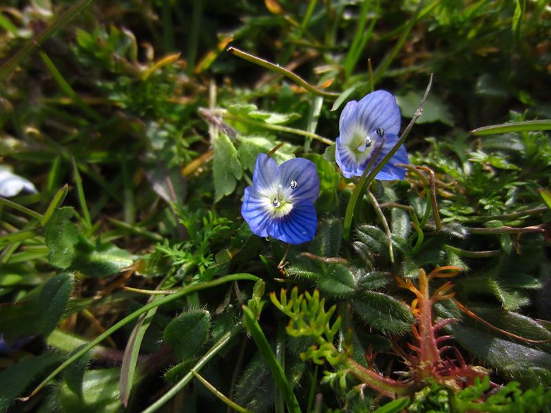 Common Field Speedwell Veronica persica çhengey vaa