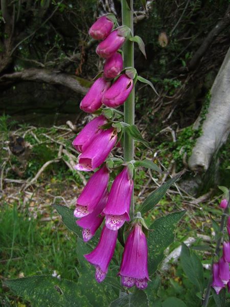 Common Foxglove Digitalis purpurea sleggan slieau