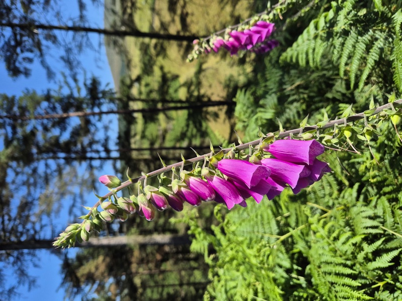 Common Foxglove Digitalis purpurea sleggan slieau