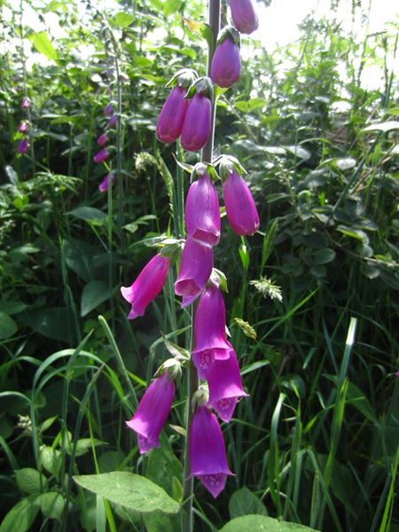 Common Foxglove Digitalis purpurea sleggan slieau