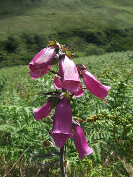 Common Foxglove Digitalis purpurea sleggan slieau