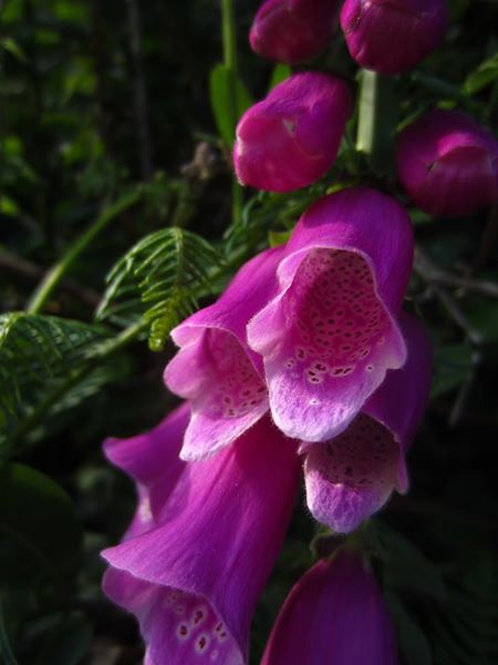 Common Foxglove Digitalis purpurea sleggan slieau