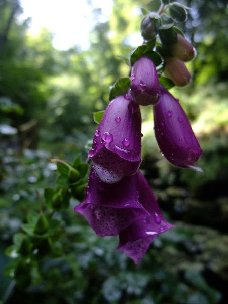 Common Foxglove Digitalis purpurea sleggan slieau