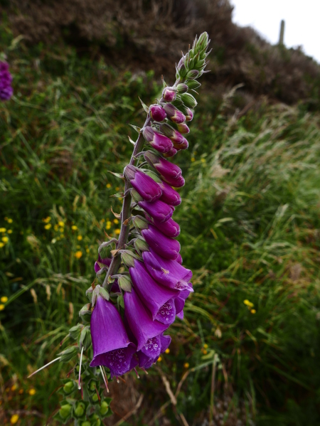 Common Foxglove Digitalis purpurea sleggan slieau