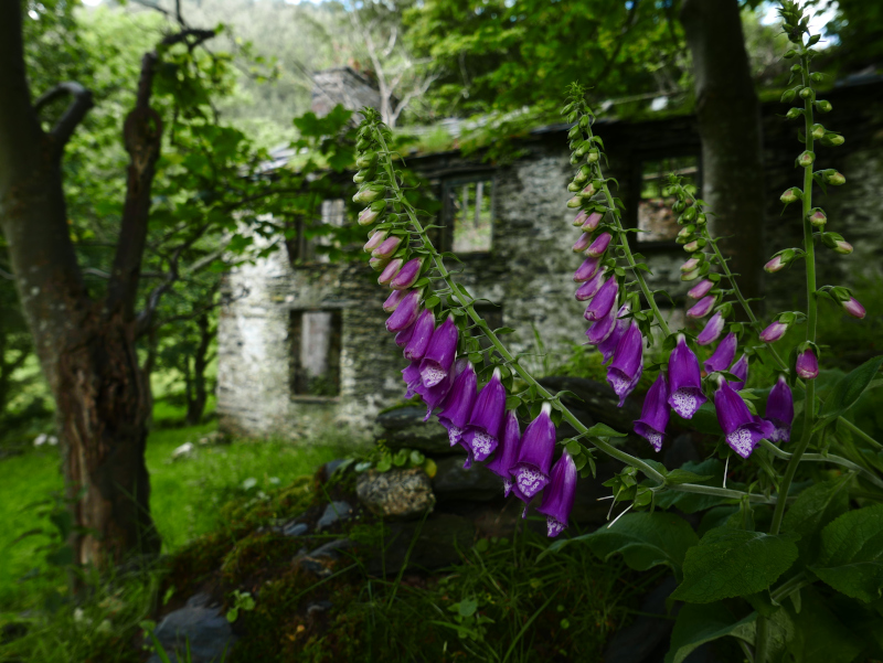 Common Foxglove Digitalis purpurea sleggan slieau