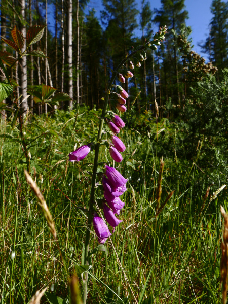 Common Foxglove Digitalis purpurea sleggan slieau