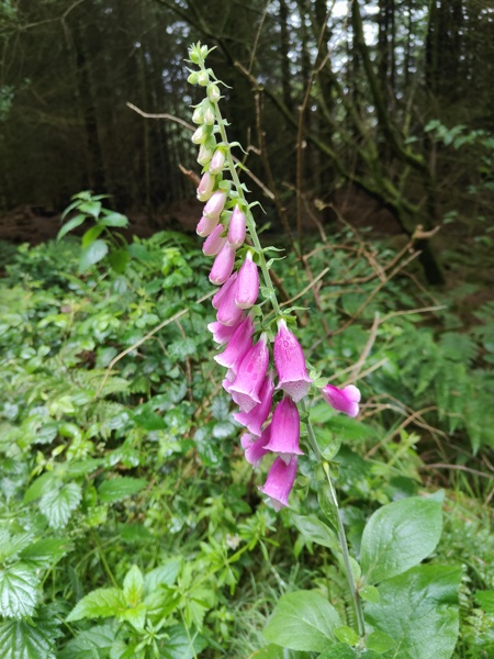 Common Foxglove Digitalis purpurea sleggan slieau