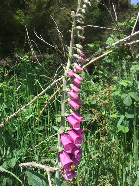 Common Foxglove Digitalis purpurea sleggan slieau