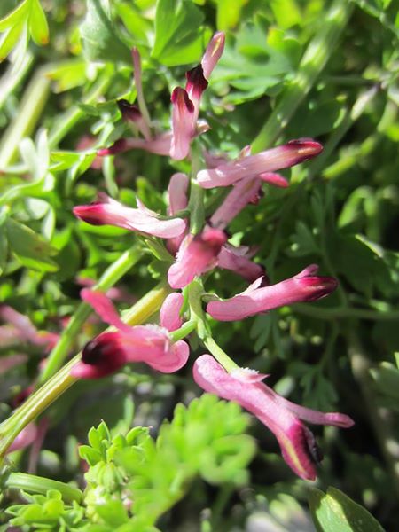 Common Fumitory Fumaria officinalis booa ghone