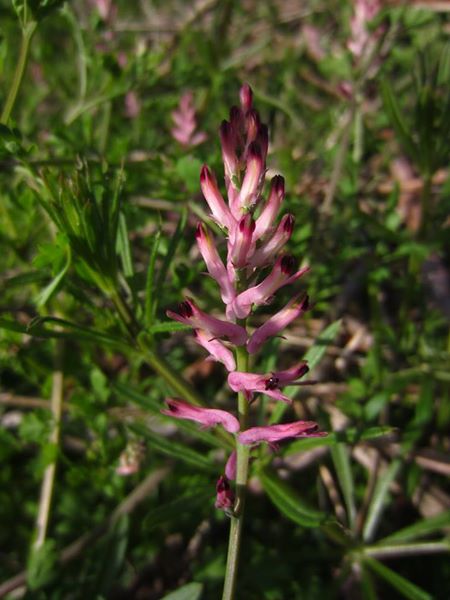 Common Fumitory Fumaria officinalis booa ghone