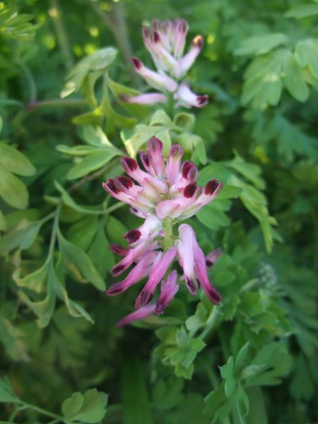 Common Fumitory Fumaria officinalis booa ghone