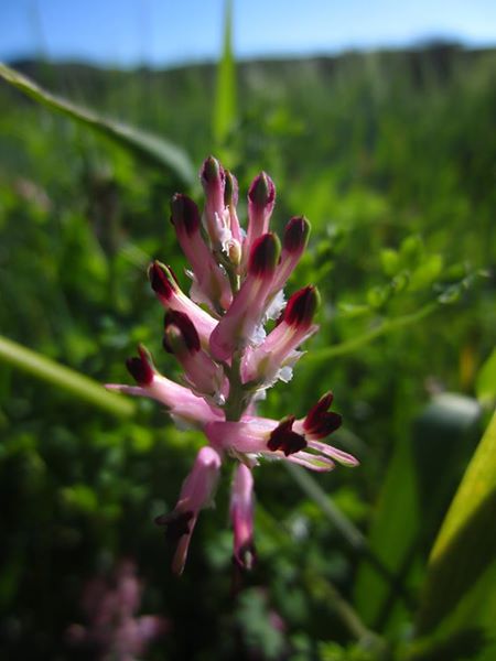 Common Fumitory Fumaria officinalis booa ghone