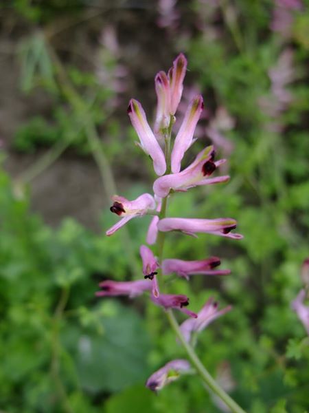 Common Fumitory Fumaria officinalis booa ghone