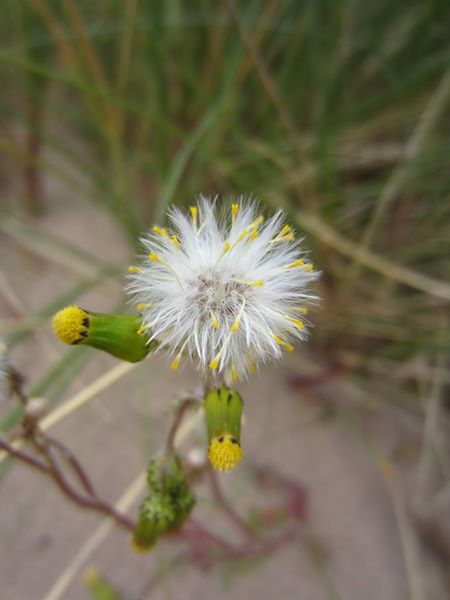 Common Groundsel Senecio vulgaris grunsyl