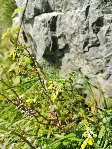 Common Groundsel Senecio vulgaris grunsyl