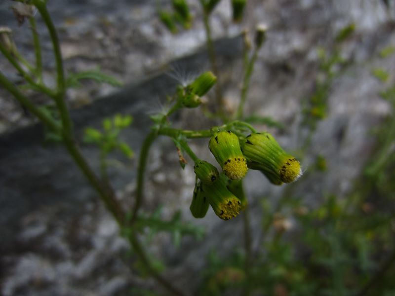 Common Groundsel Senecio vulgaris grunsyl