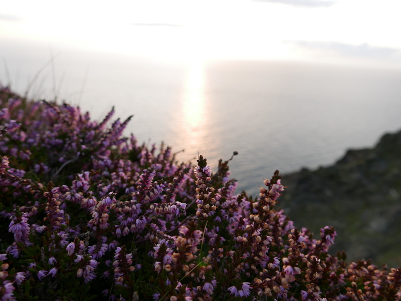 Common Heather Calluna vulgaris freoagh