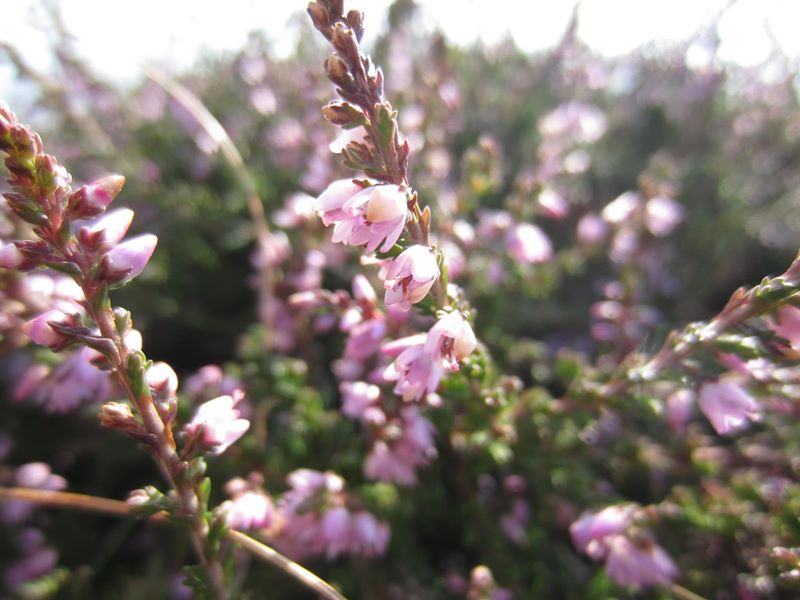 Common Heather Calluna vulgaris freoagh