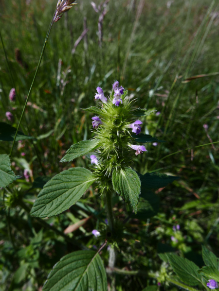 Common Hemp-nettle Galeopsis tetrahit Gah-buigh