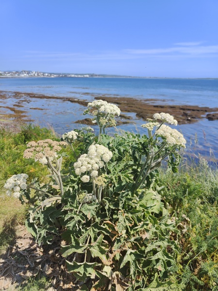 Common Hogweed Heracleum sphondylium Farrain